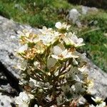 Saxifraga longifolia Цвят