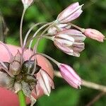 Allium oleraceum Kwiat