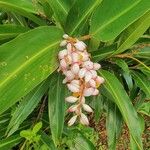 Alpinia zerumbet Flower