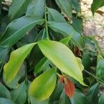Garcinia epunctata Φύλλο