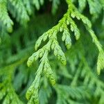 Thuja plicata 葉