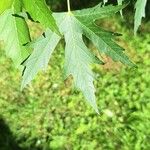 Acer saccharinumLapas