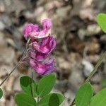 Lathyrus niger Flor