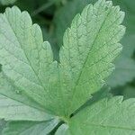 Potentilla anglica Leaf