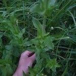 Lychnis chalcedonica Lapas