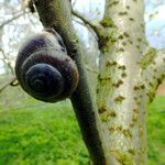 Populus alba Drugo