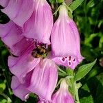 Digitalis thapsi Fleur