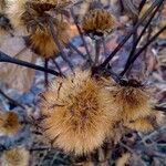 Petasites pyrenaicus Frucht