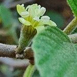 Cordia monoica Blüte