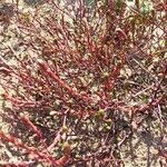 Corispermum tylocarpum Bark