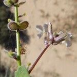 Dithyrea californica Агульны выгляд