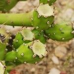 Opuntia maxima Fruct