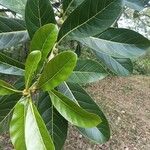 Ficus obtusifolia পাতা