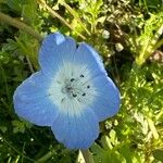 Nemophila menziesii Květ