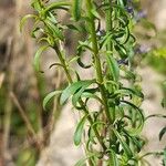 Anarrhinum bellidifolium List