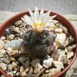 Turbinicarpus schmiedickeanus Квітка