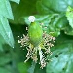 Papaver cambricum Fruit