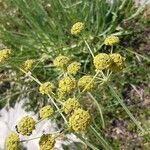 Bupleurum petraeum Fleur