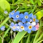 Myosotis decumbens Цветок