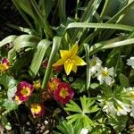 Tulipa sylvestris Flor