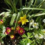 Tulipa sylvestris Květ