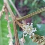 Croton schiedeanus Flower