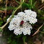 Achillea millefoliumFlower