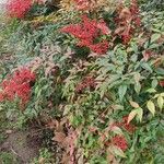 Nandina domestica आदत