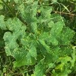 Heracleum sibiricumLeaf