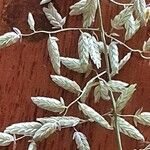 Eragrostis cilianensis Flower