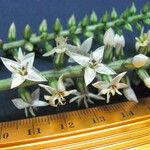 Coutoubea spicata Fiore