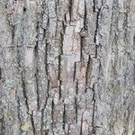 Tilia x europaea Bark