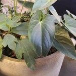 Anthurium scherzerianum Leaf