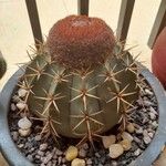 Melocactus matanzanus 葉