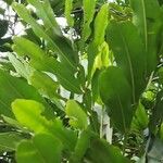 Filicium decipiens Leaf