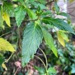 Turnera ulmifolia Leaf