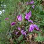 Cephalanthera rubraFlower