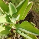 Kalanchoe ceratophylla Blatt