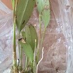 Acianthera pubescens Hoja