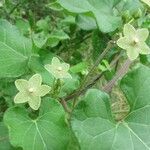 Matelea reticulata Fleur