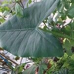 Alocasia zebrina Leaf