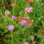 Erica tetralix Hábito