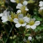 Saxifraga geranioides Flower