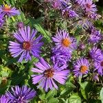 Symphyotrichum novae-angliaeFlower