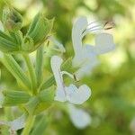 Salvia spinosa Цветок