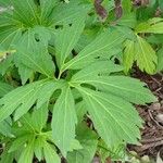 Rudbeckia laciniata Fuelha