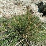 Festuca filiformis ᱥᱟᱠᱟᱢ