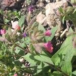 Pulmonaria angustifolia 花