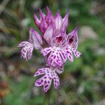 Neotinea tridentata Flor