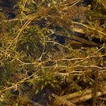 Utricularia minor Celota